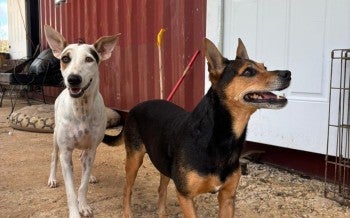 Dogs after Hurricane Melissa in Jamaica